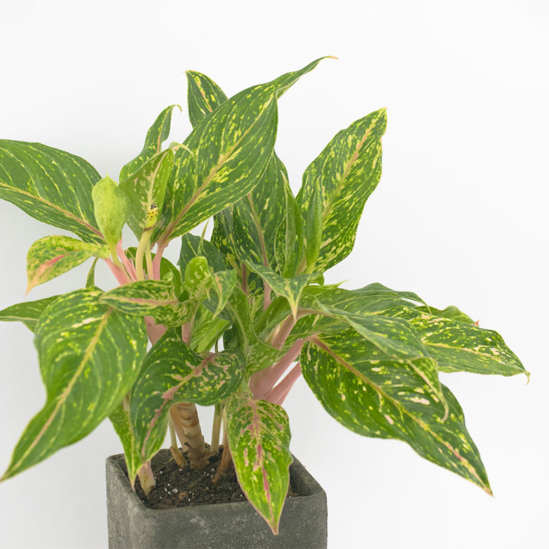 aglaonema 2
