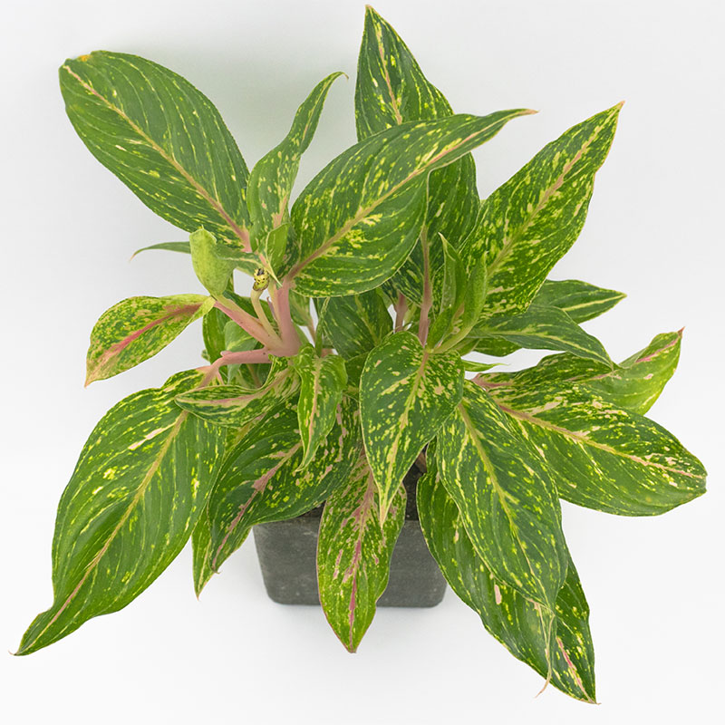 aglaonema 5