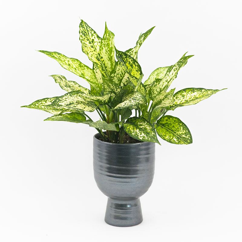 aglaonema 6