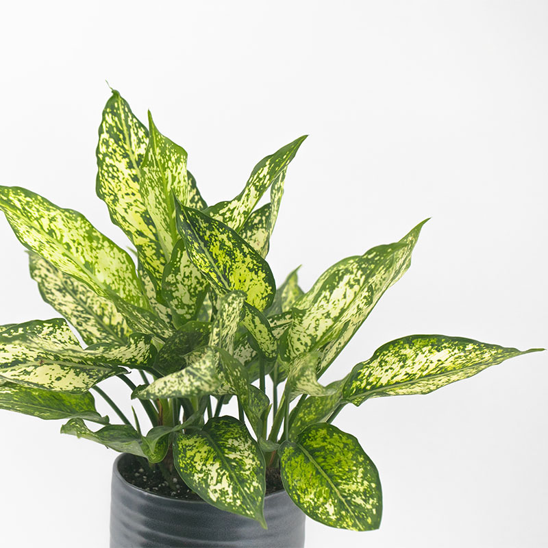 aglaonema 8