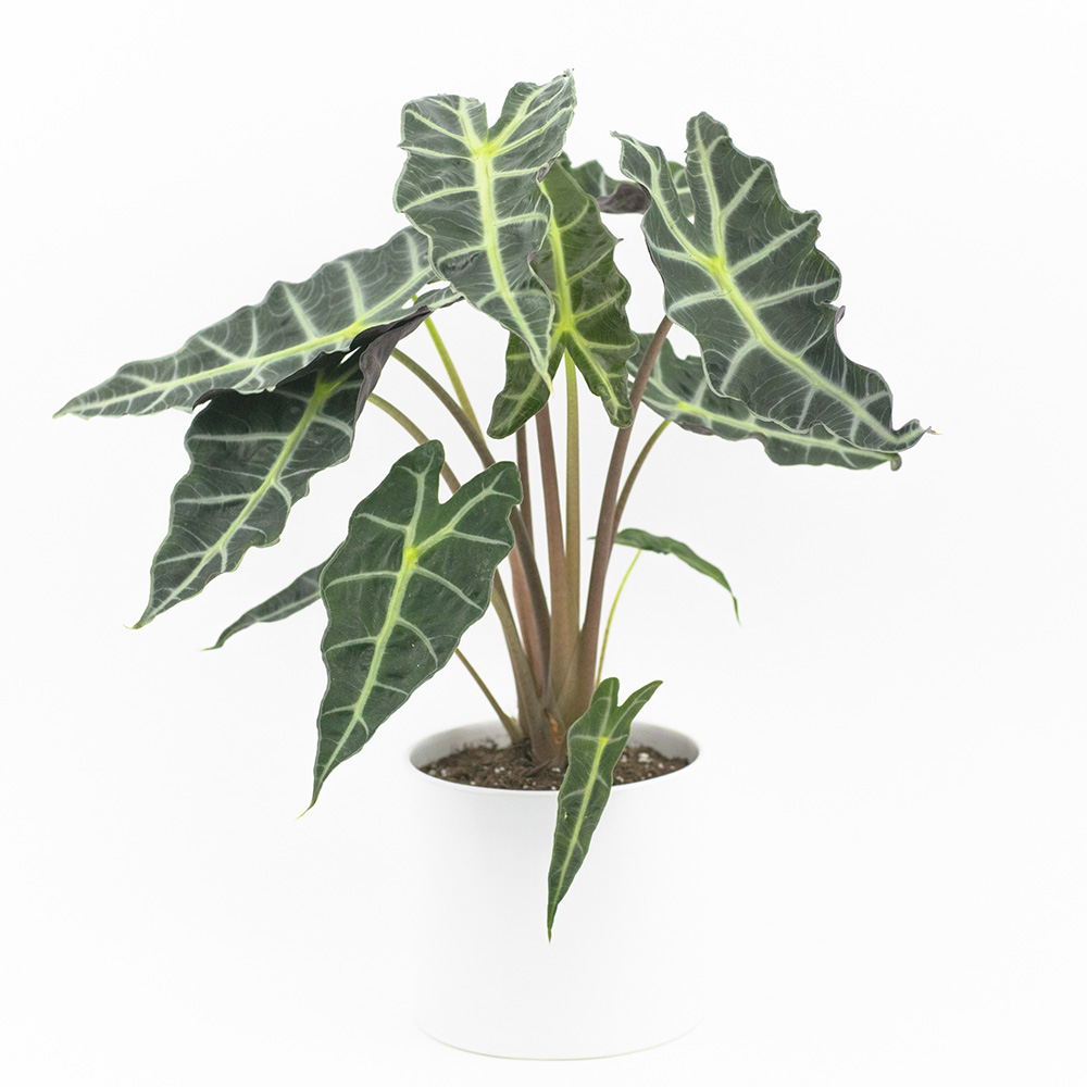 alocasia