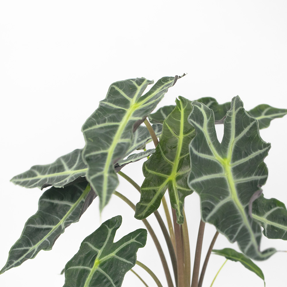 ALOCASIA - African Mask