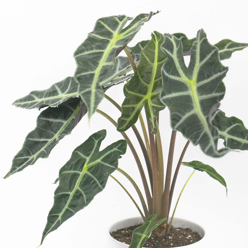 alocasia