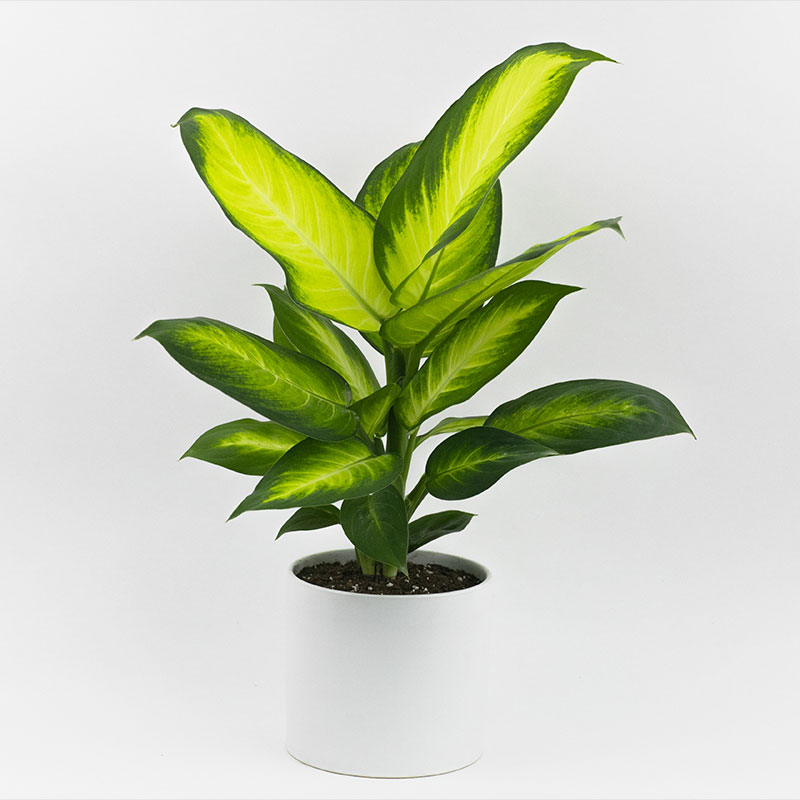 dieffenbachia1